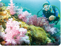 Take a PADI Scuba lesson online.